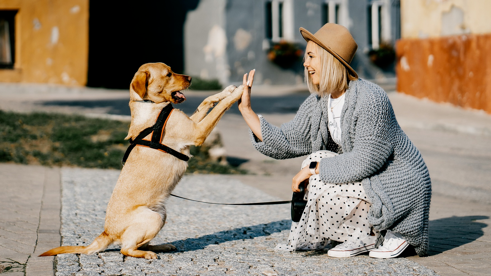 Hundeerziehung: Die 5 häufigsten Fehler und wie Sie diese vermeiden können.